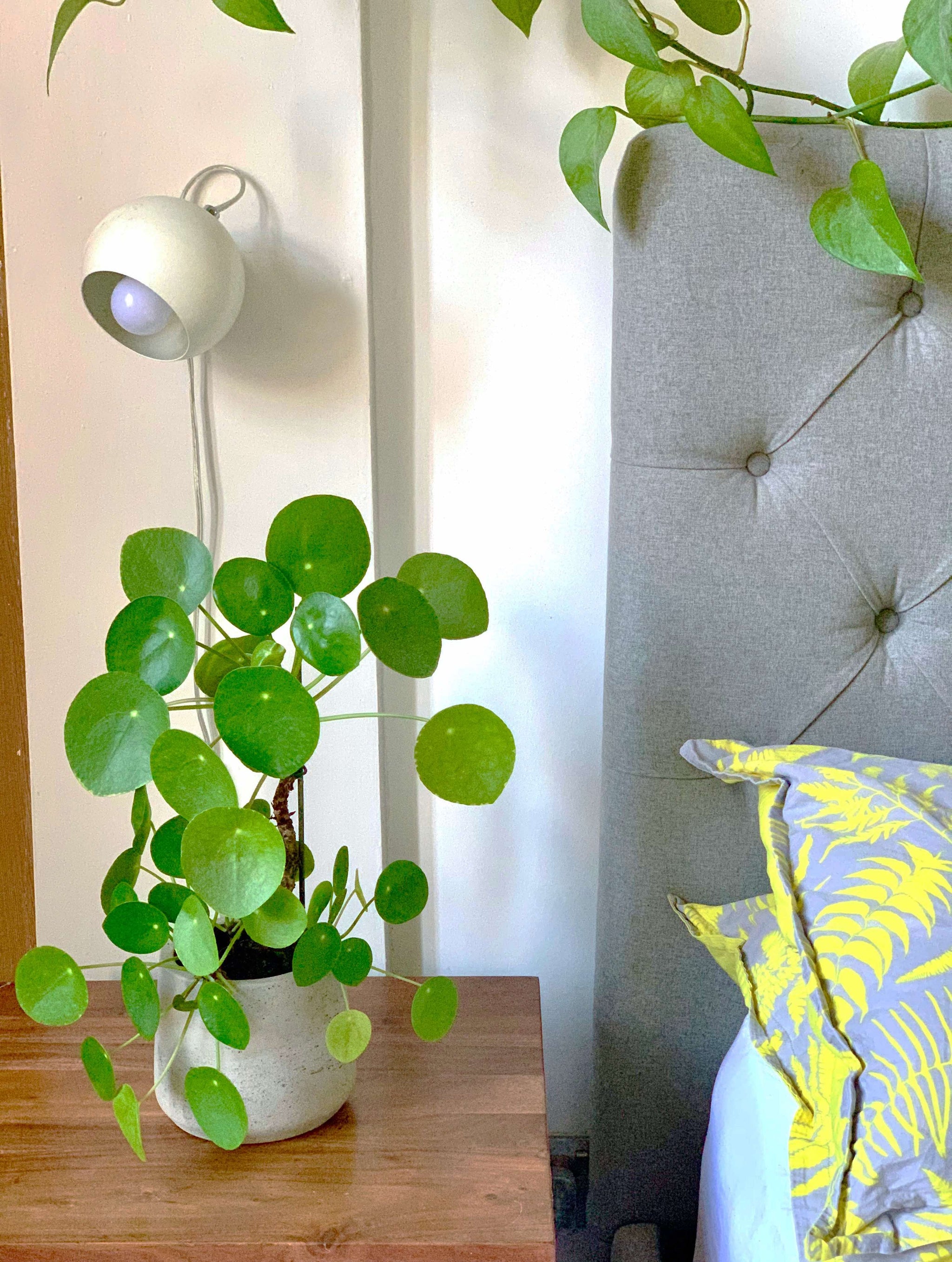 Houseplant [Makes 20 Gallons]